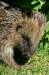 Hedgehog